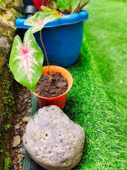 Poetry Garden Bocas Town Colon Island Villa ภายนอก รูปภาพ