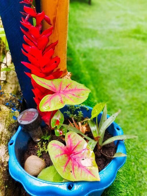 Poetry Garden Bocas Town Colon Island Villa ภายนอก รูปภาพ
