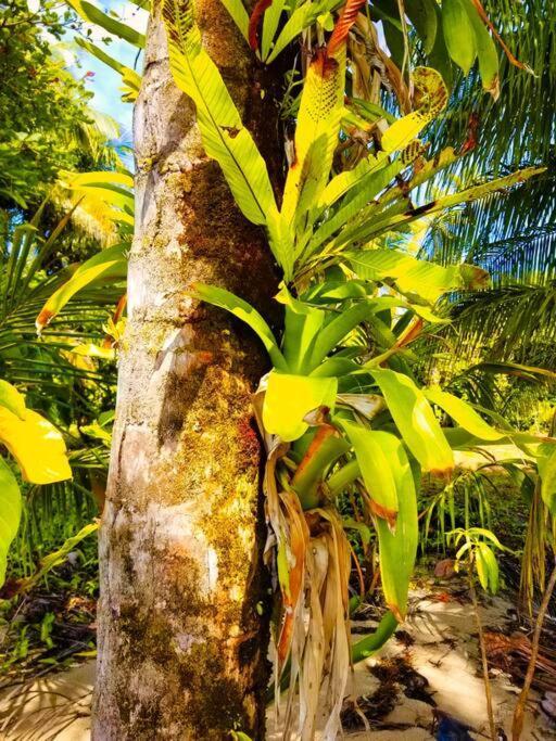 Poetry Garden Bocas Town Colon Island Villa ภายนอก รูปภาพ